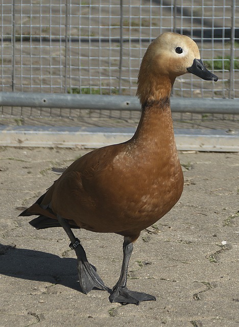 不足